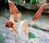 Pyrrosia petiolosa Christ Ching.:growing plants