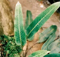 Pyrrosia sheareri Bak.Ching.:wachsende Pflanzen