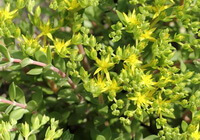 plants of Sedum sarmentosum Bunge with small yellowish flowers,green leaves and brown stems