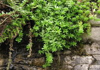 pendulous plants of Sedum sarmentosum Bunge grow on a stone wall