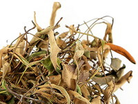 feuille de pyrrosia du tondeur:photo d herbe