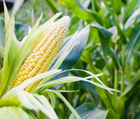 Zea mays L.:corn cob growing on stem