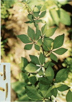 Acanthopanax gracilistylus W.W. Smith.:wachsender Baum