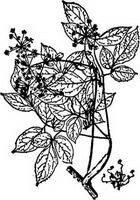Angelica pubescens Maxim.:tegning af plante