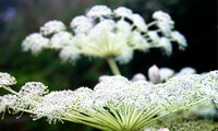 Angelica pubescens Maxim.:blomster