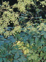 Angelica pubescens Maxim. f. biserrata Shan et Yuan.:blühende Pflanze