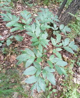 Angelica pubescens Maxim. f. biserrata Shan et Yuan.:arbusto in crescita