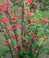 Chaenomeles speciosa Sweet Nakai.:blomstrende træ