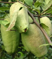 Chaenomeles speciosa Sweet Nakai.:fruits on branch
