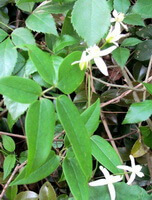 Clematis chinensis Osbeck.:blühende Pflanze