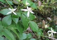 Clematis chinensis Osbeck.:blomstrende plante