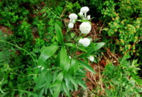 Clematis hexapetala Pall.:blühende Pflanze