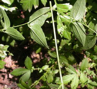 Clematis manshurica Rupr.:blühende Pflanze