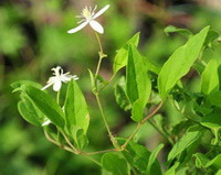 Clematis manshurica Rupr.:blühende Pflanze