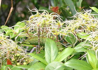 Clematis uncinata Champ.ex Benth.:blomstrende plante