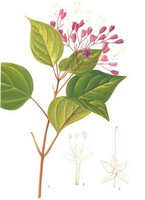 Clerodendron trichotomum Thunb.:dessin