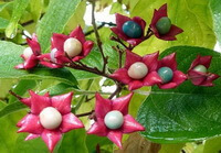 Clerodendron trichotomum Thunb.:flowers