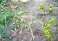 Cynanchum paniculatum Bge.Kitag.:Blumenknospen und Blumen
