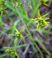 Cynanchum paniculatum Bge.Kitag.:fiori