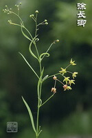 Cynanchum paniculatum Bge.Kitag.:pianta in fiore