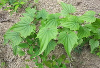 Dioscorea nipponica Makino.:wachsende Pflanze