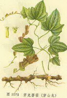 Dioscorea nipponica Makino.:Zeichnung von Pflanze und Rhizom