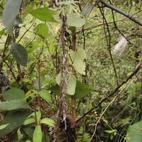 Dioscorea nipponica Makino subsp.rosthornii Prain et Burkill C.T.Ting.:plante en croissance