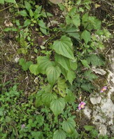 Dioscorea nipponica Makino subsp.rosthornii Prain et Burkill C.T.Ting.:wachsende Pflanze