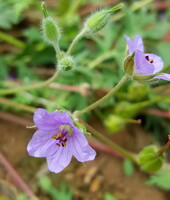 Erodium stephanianum Willd.:pianta in fiore