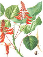 Erythrina arborescens Roxb.:tegning