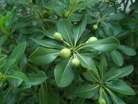 Erythrina variegata L.var.orientalis L.Merr.:Blätter und Früchte