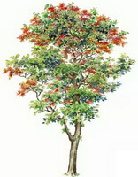 Erythrina variegata L.var.orientalis L.Merr.:Zeichnung
