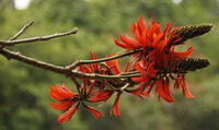 Erythrina variegata L.var.orientalis L.Merr.:fleurs