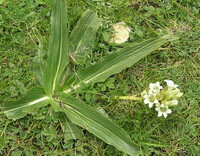 Gentiana crassicaulis Duthie ex Burk.:blühende Pflanze