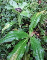 Gentiana crassicaulis Duthie ex Burk.:blühende Pflanze