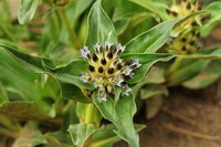 Gentiana crassicaulis Duthie ex Burk.:blomstrende plante