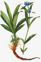 Gentiana macrophylla Pall.:Drawing of plant and herb