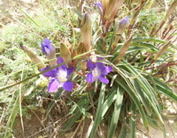 Gentiana macrophylla Pall.:pianta in fiore
