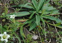 Gentiana straminea Maxim.:blühende Pflanze
