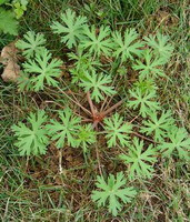 Geranium carolinianum L.:growing plant