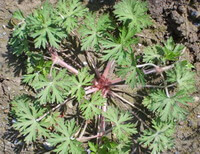 Geranium carolinianum L.:wachsende Pflanze