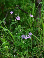 Geranium dahuricum DC.:pianta in fiore