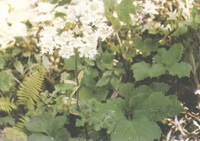 Heracleum hemsleyanum Diels.:blühende Pflanze