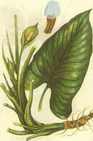 Homalomena occulta Lour.Schott.:tegning af plante og urter