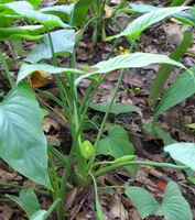 Homalomena occulta Lour.Schott.:growing plant