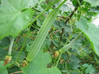 Luffa cylindrica L.Roem.:plante en croissance
