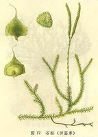 Lycopodium japonicum Thunb.:disegno di pianta