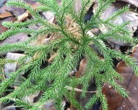 Lycopodium japonicum Thunb.:plante en croissance