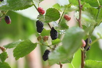 Morus alba L.:mulberry fruit