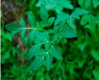 Notopterygium forbesii Boiss.:pousse des feuilles